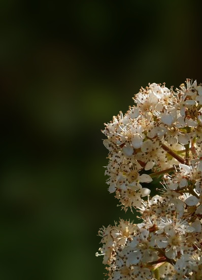 Filename: flower.jpg
Size: 46.39 KB
05-24-2023, 08:06 AM